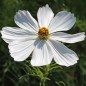 Preview: Cosmos Sensation White (Samen)