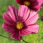 Preview: Cosmos Velouette (Samen)