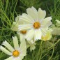 Preview: Cosmos Xanthos (Samen)