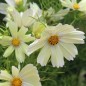 Preview: Cosmos Xanthos (Samen)