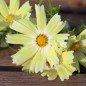 Preview: Cosmos Xanthos (Samen)