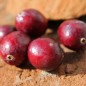 Preview: Cranberry Early Black (Pflanze)
