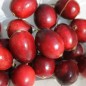 Preview: Cranberry Langlois (Pflanze)