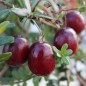 Preview: Cranberry Olson Honkers (Pflanze)