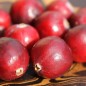 Preview: Cranberry Olson Honkers (Pflanze)