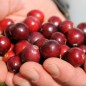 Preview: Cranberry Olson Honkers (Pflanze)