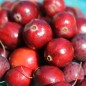 Preview: Cranberry Olson Honkers (Pflanze)