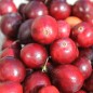 Preview: Cranberry Olson Honkers (Pflanze)