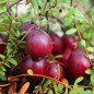 Preview: Cranberry Pilgrim (Pflanze)