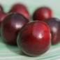 Preview: Cranberry Pilgrim (Pflanze)