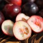 Preview: Cranberry Pilgrim (Pflanze)