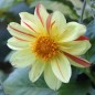 Preview: Dahlie Fireworks (Samen)