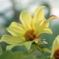 Preview: Dahlie Fireworks (Samen)