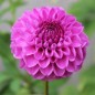 Preview: Dahlie Pompon Mix (Samen)