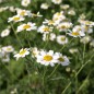 Preview: Dalmatinische Insektenblume (Samen)