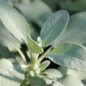 Preview: Dalmatinischer Salbei (Pflanze)