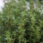 Preview: Deutscher Thymian (Samen)