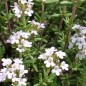 Preview: Deutscher Thymian (Pflanze)