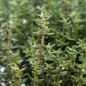 Preview: Deutscher Thymian (Samen)
