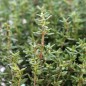 Preview: Deutscher Thymian (Pflanze)