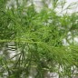 Preview: Dill Mammoth (Samen)