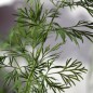 Preview: Dill Mammoth (Samen)