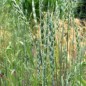 Preview: Urdinkel (Samen)