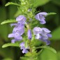 Preview: Drachenkopf blau