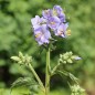 Preview: Duft-Jakobsleiter blau (Samen)