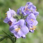 Preview: Duft-Jakobsleiter blau (Samen)