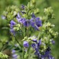 Preview: Duft-Jakobsleiter blau (Samen)