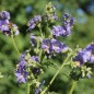 Preview: Duft-Jakobsleiter blau (Samen)