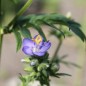 Preview: Duft-Jakobsleiter blau (Samen)