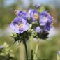 Preview: Duft-Jakobsleiter blau (Samen)
