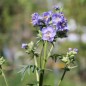 Preview: Duft-Jakobsleiter blau (Samen)