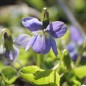Preview: Duftveilchen Empress Augusta (Pflanze)