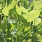 Preview: Duftwicke High Scent (Samen)