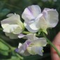 Preview: Duftwicke High Scent (Samen)