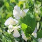 Preview: Duftwicke High Scent (Samen)