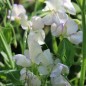 Preview: Duftwicke High Scent (Samen)