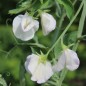 Preview: Duftwicke High Scent (Samen)
