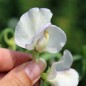 Preview: Duftwicke High Scent (Samen)