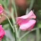 Preview: Duftwicke Mammoth Deep Rose (Samen)
