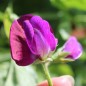 Preview: Duftwicke Royal Dark Blue (Samen)