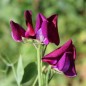 Preview: Duftwicke Royal Family Maroon (Samen)
