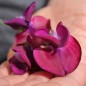 Preview: Duftwicke Royal Family Maroon (Samen)
