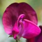 Preview: Duftwicke Royal Family Maroon (Samen)