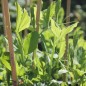 Preview: Duftwicke White Ensign (Samen)