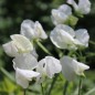 Preview: Duftwicke White Ensign (Samen)