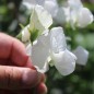 Preview: Duftwicke White Ensign (Samen)